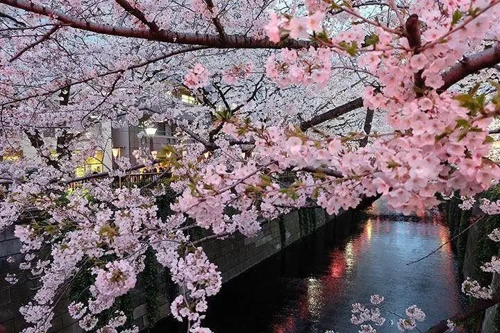 The Splendor Of Cherry Blossoms - As Seen By MATCHA's Readers