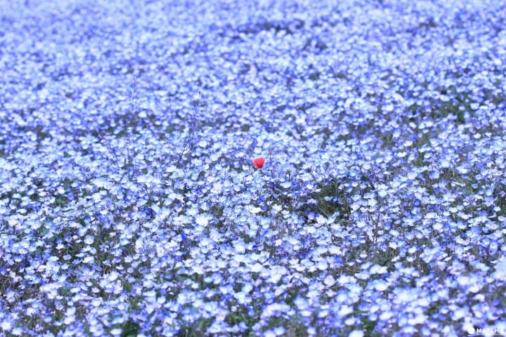 Therapy for the soul: blue sea of Nemophila at Hitachi Seaside Park, Ibaraki