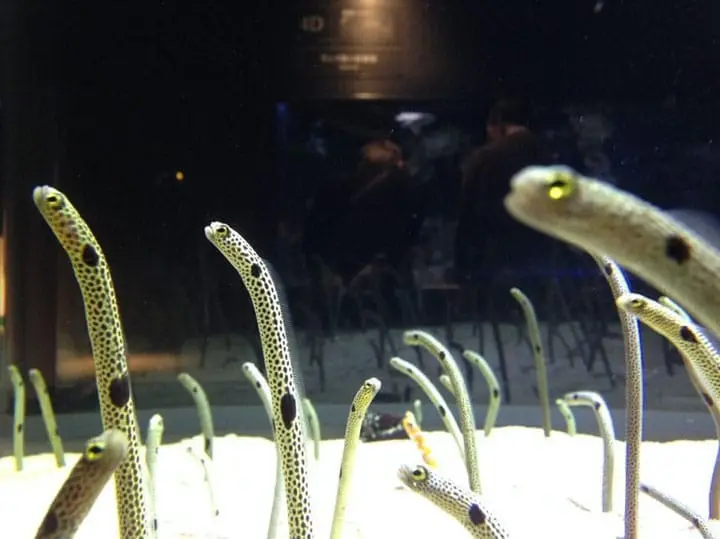 梅雨季也没问题！东京必去五大室内观光景点，雨天照样游东京