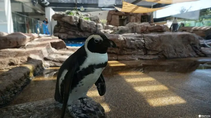 【京都】雨再大都不怕！精選8座博物館、美術館任你逛