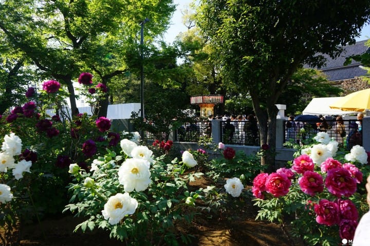 西新井大師の「花まつり」で神輿擔ぎに挑戦!