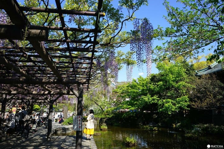 西新井大師の「花まつり」で神輿擔ぎに挑戦！