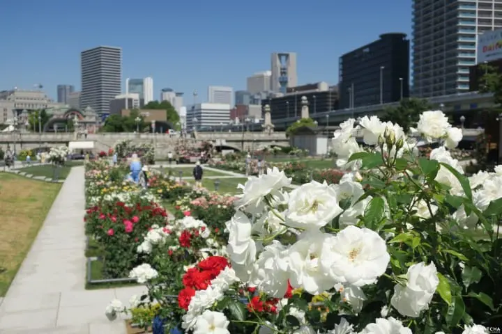 【大阪】洋溢西方氛圍的玫瑰花園 中之島 