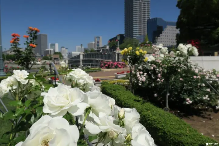 【大阪】洋溢西方氛圍的玫瑰花園 中之島 