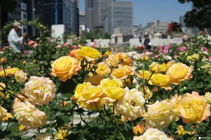【大阪】洋溢西方氛圍的玫瑰花園 中之島 