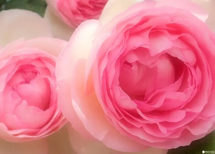 【大阪】洋溢西方氛圍的玫瑰花園 中之島 