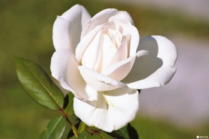 【大阪】洋溢西方氛圍的玫瑰花園 中之島 