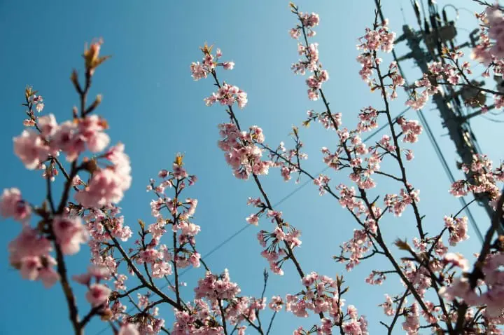 2日1夜島根之旅・帶你尋覓美好姻緣（前篇）