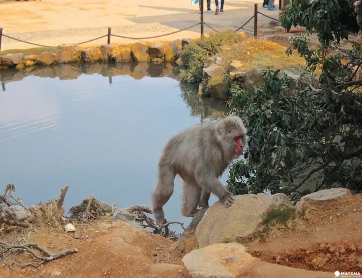 Monkeying Around in Arashiyama: Beautiful Views and Activities