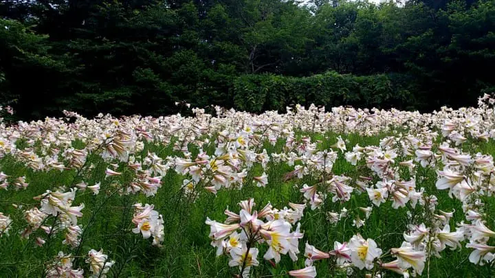 百合之原公園