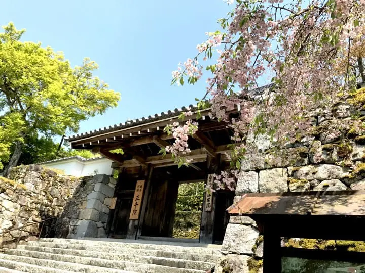 【京都】春夏交會之間 大原三千院的花景色