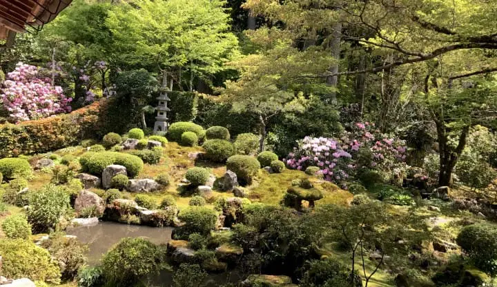 【京都】春夏交會之間 大原三千院的花景色