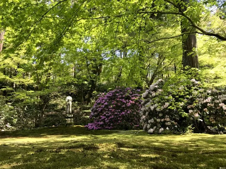 【京都】春夏交會之間 大原三千院的花景色