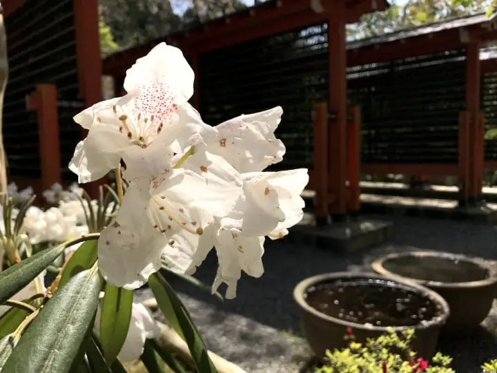 【京都】春夏交會之間 大原三千院的花景色