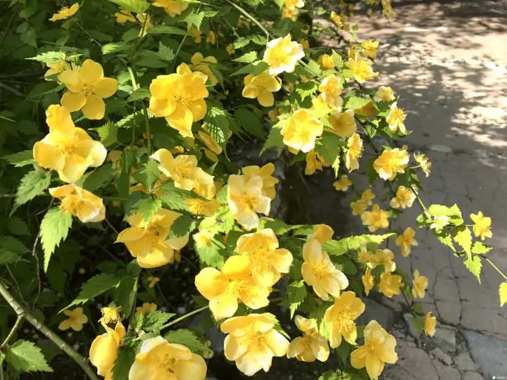 【京都】春夏交會之間 大原三千院的花景色