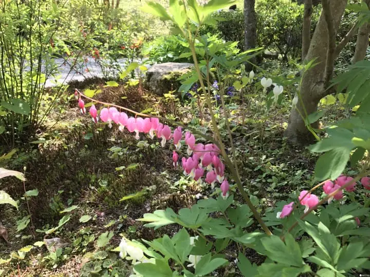 【京都】春夏交會之間 大原三千院的花景色