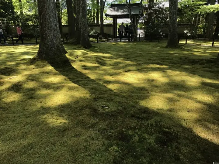 【京都】春夏交會之間 大原三千院的花景色