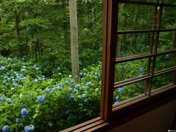 【京都】春夏交会之间 大原三千院的花景色