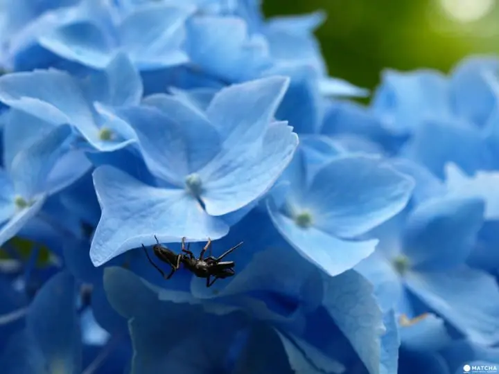 【京都】春夏交會之間 大原三千院的花景色