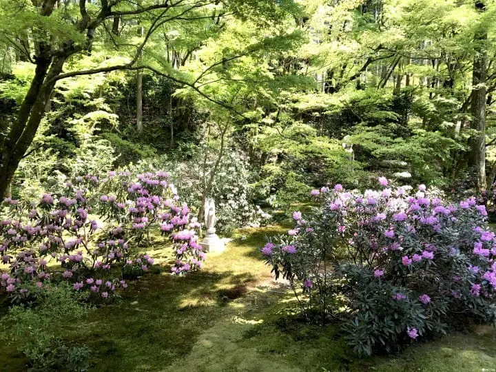 【京都】春夏交会之间 百花齐放“大原三千院”