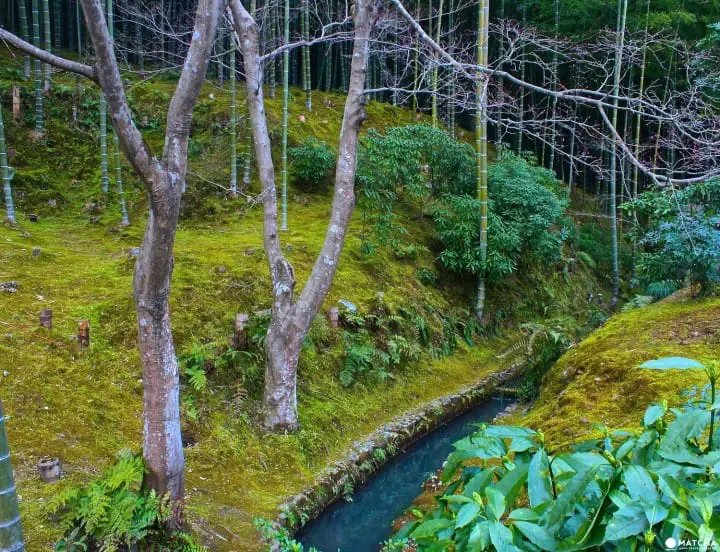 Monkeying Around in Arashiyama: Beautiful Views and Activities