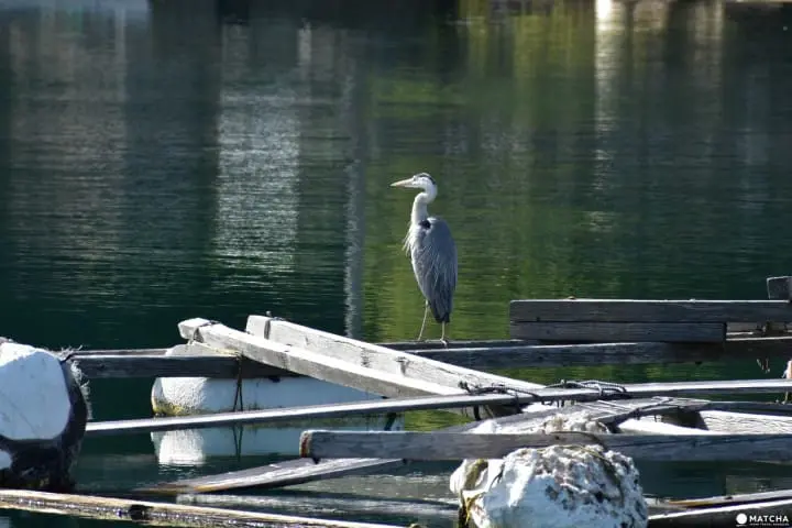 【福井小濱】親子暑假輕鬆遊！小漁村阿納入住民宿「かわはら」，海洋釣魚場「BLUE PARK阿納」體驗釣魚趣