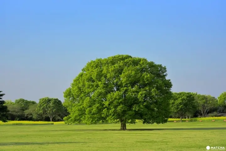 都内の動物園・博物館・公園が無料になる！お得な無料開放日カレンダー