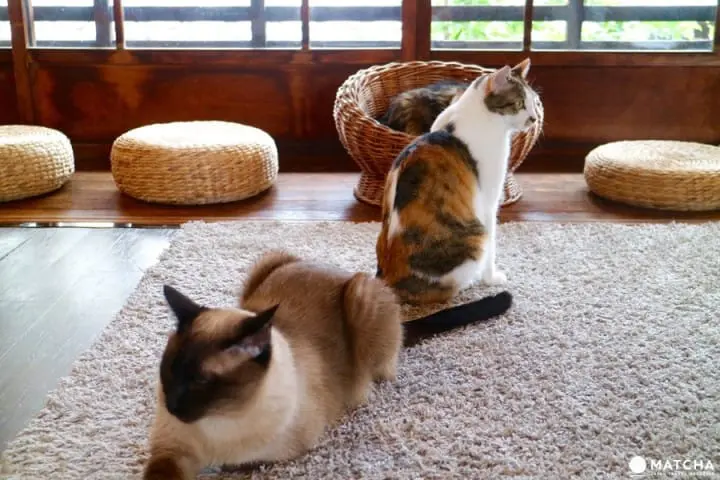 築100年を超える京町家でゆったりと暮らすネコたち＠キャットアパートメントコーヒー