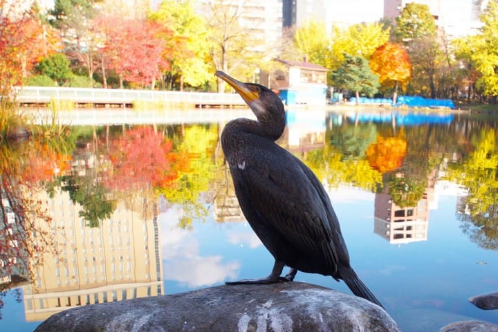 日本の伝統的な漁業、鵜飼いが見られるスポット5選