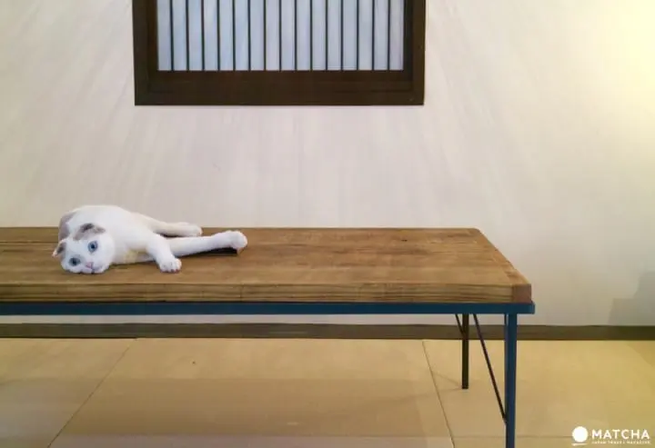 築100年を超える京町家でゆったりと暮らすネコたち＠キャットアパートメントコーヒー