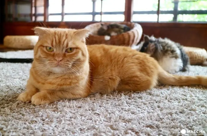 築100年を超える京町家でゆったりと暮らすネコたち＠キャットアパートメントコーヒー