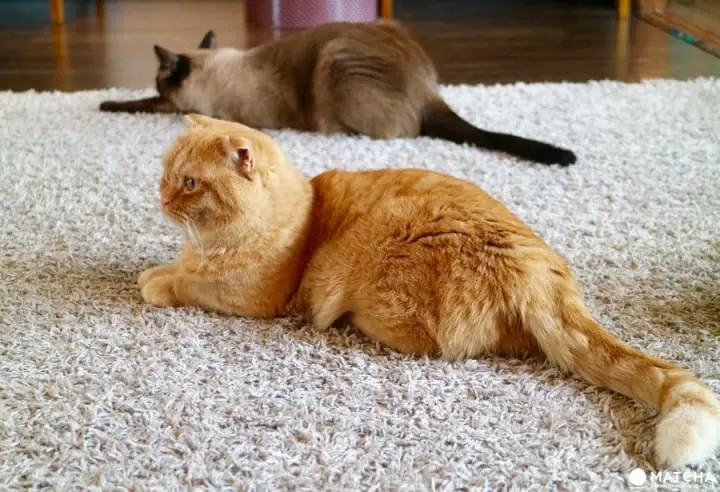 築100年を超える京町家でゆったりと暮らすネコたち＠キャットアパートメントコーヒー