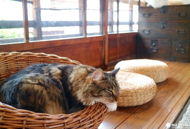 築100年を超える京町家でゆったりと暮らすネコたち@キャットアパートメントコーヒー