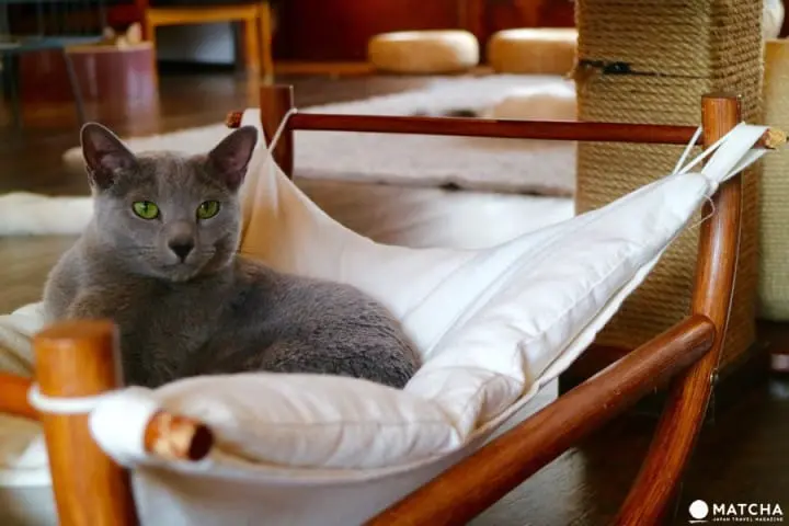 築100年を超える京町家でゆったりと暮らすネコたち＠キャットアパートメントコーヒー