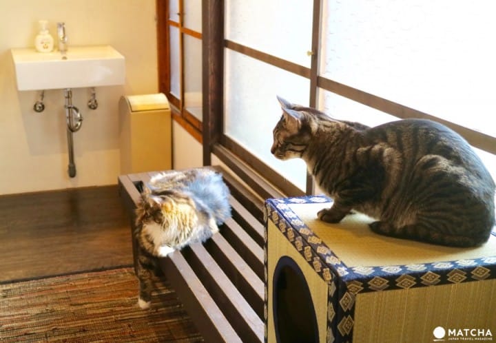 築100年を超える京町家でゆったりと暮らすネコたち@キャットアパートメントコーヒー