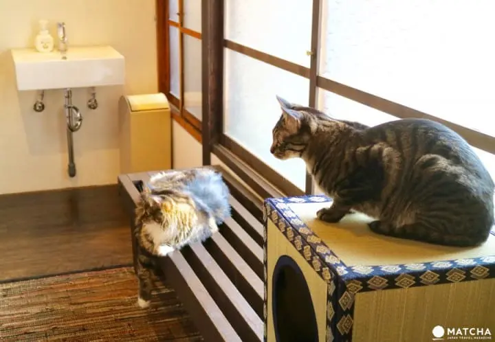 築100年を超える京町家でゆったりと暮らすネコたち＠キャットアパートメントコーヒー