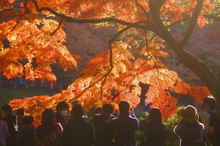 【東京都】四季折々楽しめる小石川後楽園~アクセス、おすすめスポット、イベントなど