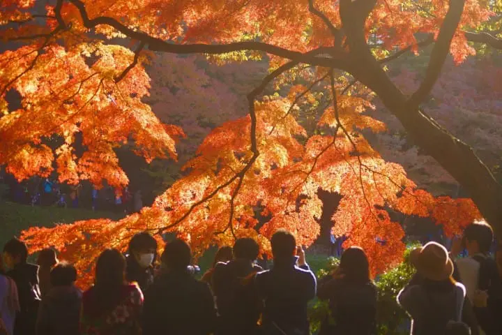 【東京都】四季折々楽しめる小石川後楽園～アクセス、おすすめスポット、イベントなど