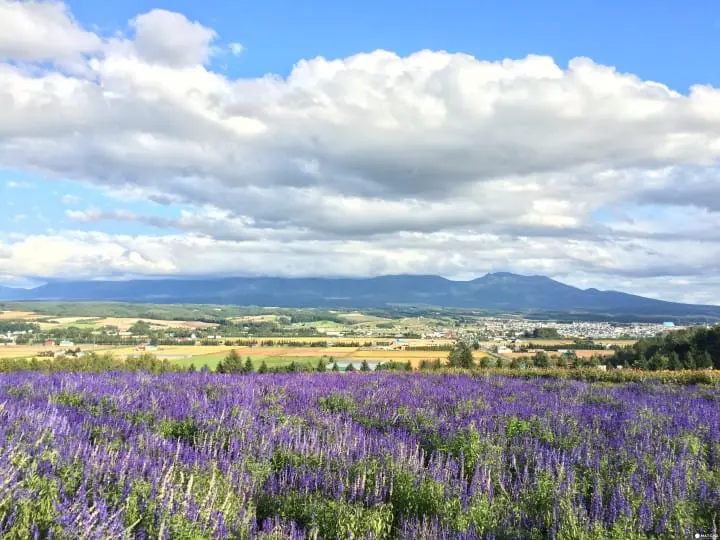 フラワーランドかみふらの