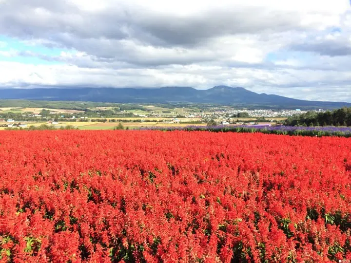 フラワーランドかみふらの