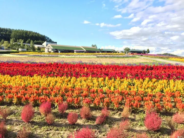 フラワーランドかみふらの