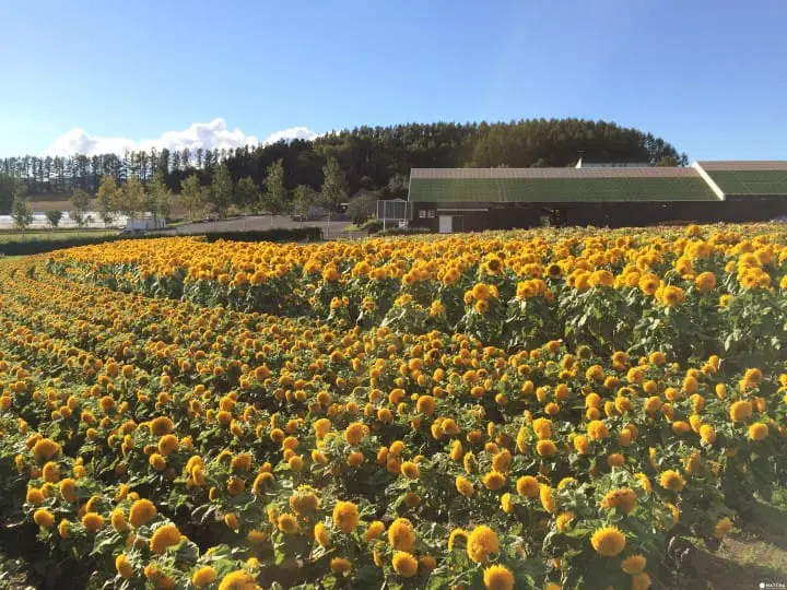 フラワーランドかみふらの