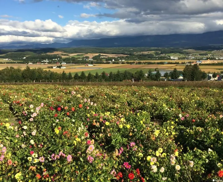 フラワーランドかみふらの