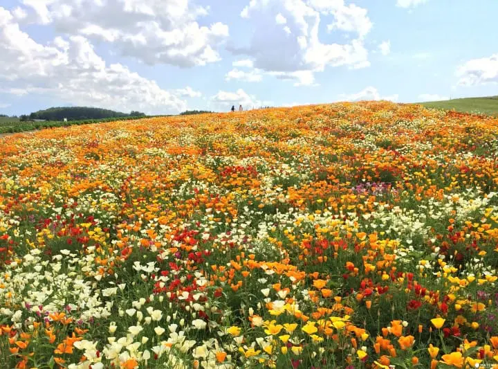 フラワーランドかみふらの