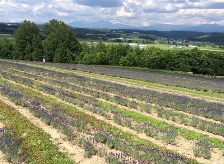 Flower Land_9 フラワーランドかみふらの