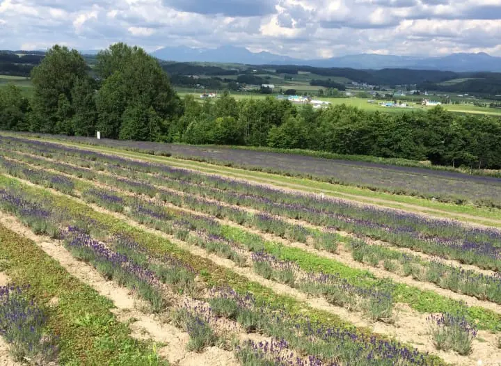 フラワーランドかみふらの