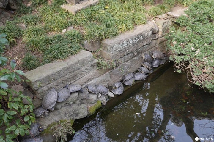 川越乌龟