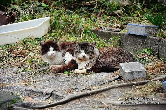 旅飯-貓田代島