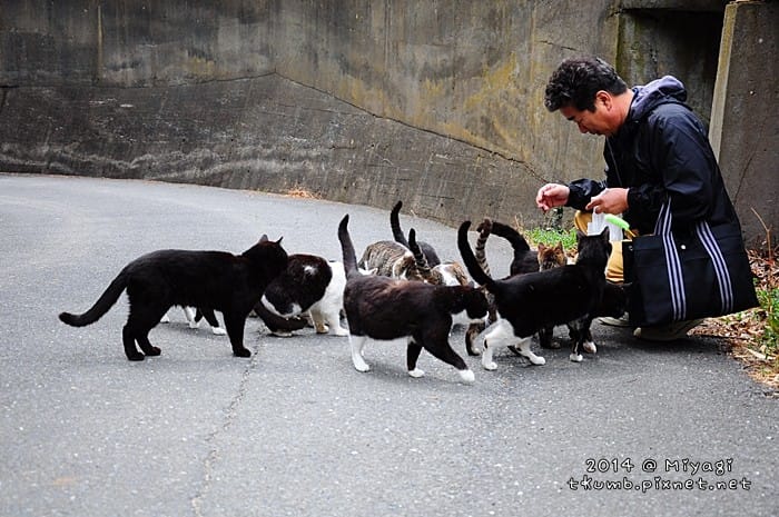 旅饭-田代岛猫