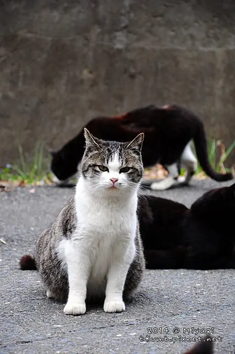 旅飯-田代島貓
